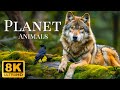 Plannet animails 8k ultra  animaux sauvages de la fort tropicale avec musique apaisante