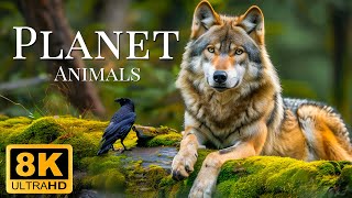 Plannet Animals 8K ULTRA HD  Wild Animals of Rainforest With Calming Music
