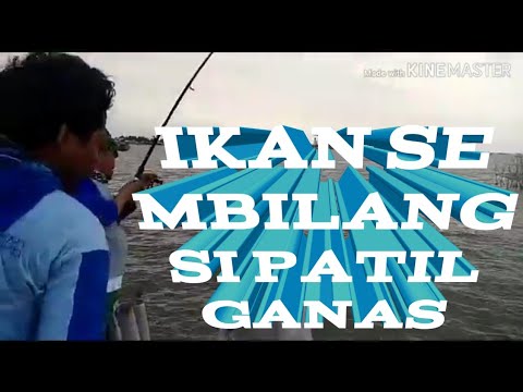 UMPAN IKAN SEMBILANG 3 KG.DAPAT DI ANGKAT 