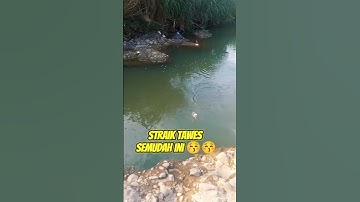 air bening tawes auto gacor guys 😁😚‼️ #shortvideo #fishing #shorts #tawes #subscribe #sungai