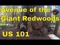 Avenue Of The Giant Redwoods... US 101