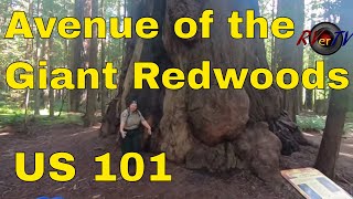 Avenue Of The Giant Redwoods... US 101