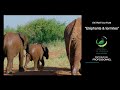 Bande annonce - Elephants &amp; termites