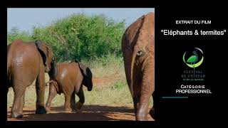 Bande annonce - Elephants &amp; termites