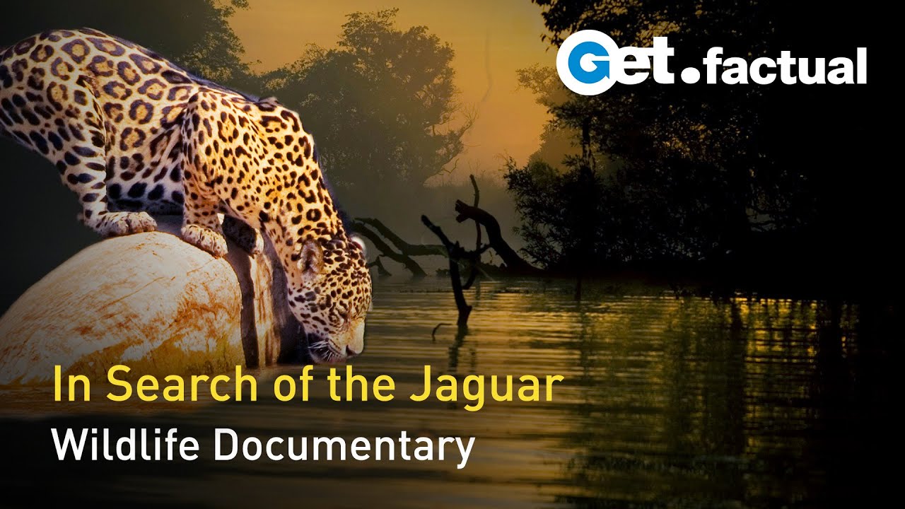 The Phantom Cat - South America's Jaguar Full Wildlife Documentary
