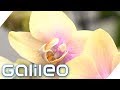 Teuer vs. Billig: So kommen Orchideen in den Laden | Galileo | ProSieben
