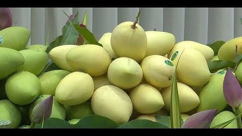 Đồng Tháp đưa 03 tấn Xoài Cát Chu xuất khẩu sang Hà Lan