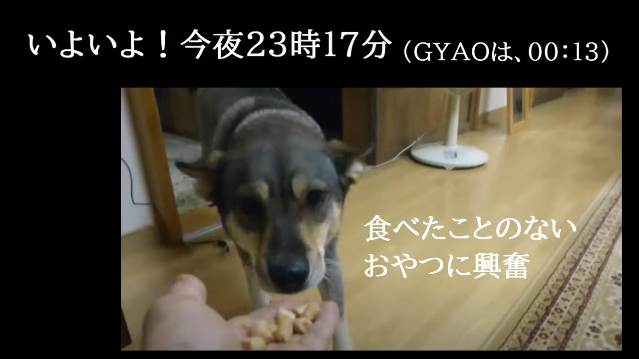 番組依頼者さんからの贈り物 リンと一緒に開封しました Youtube