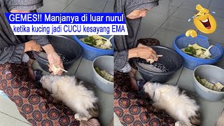 Beyond REASON/cats can help EMA to WAKE UP Dad/cute cat compilation/#CT