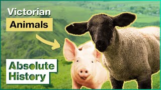 Why Farm Animals Were So Important To Victorians | Victorian Farm | Absolute History screenshot 5