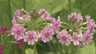 クリンソウが見ごろ 仏閣の屋根の飾り「九輪」に似ているサクラソウ科の多年草 岐阜・高山市 宇津江四十八滝の山野草花園