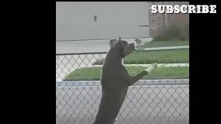 Dog Eats Bird off of Fence YOU DIED Meme!!! #YouDied