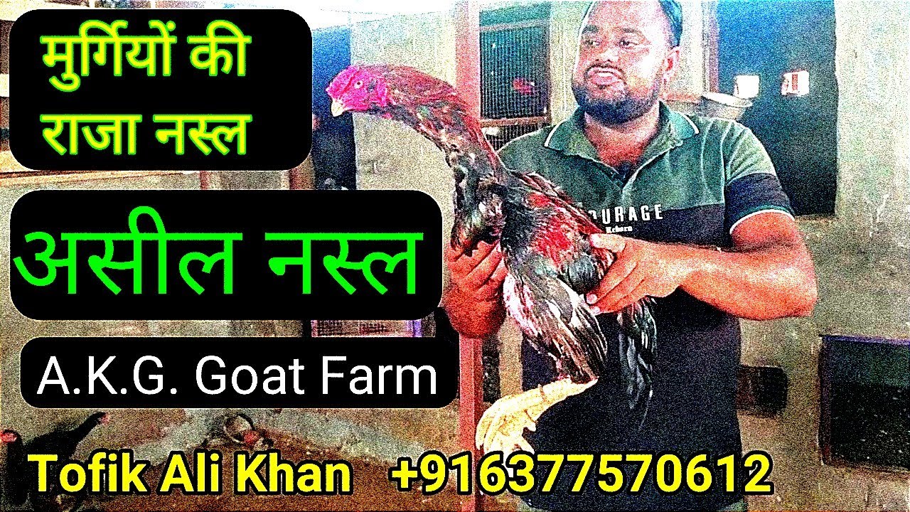 असील नस्ल के मुर्गे के मुर्गियां For sell @ sadeensar Goat Farm