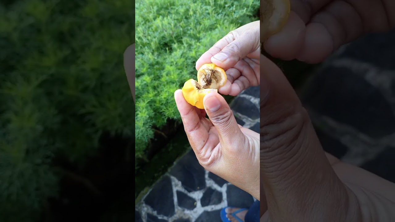 bijinya digunakan minyak, penasaran dengan buah jarak