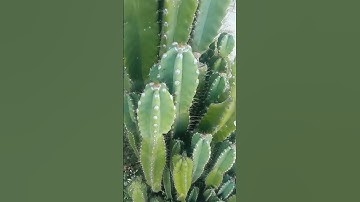 Đau lưng, thoái hoá cột sống, thoát vị đĩa đệm, thần kinh toạ tham khảo cây xương rồng cột trụ này