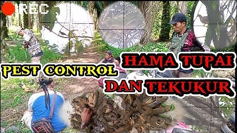 PEST CONTROL HAMA TUPAI//DAN TEKUKUR// DI LAMPUNG UTARA