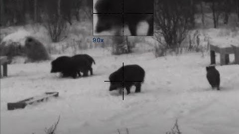 The impudent boar bullied his brothers. And he was punished for it by a hunter.