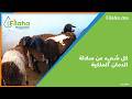 كل شيء عن سلالة الدمان الملكية  mp3