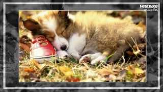 Nest - Собачки ( funny dogs 1 ) №003 Nest - Собачки ( funny dogs 1 ) №003