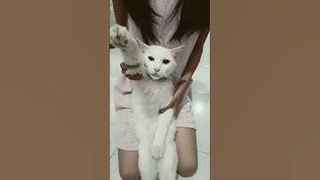 Thumbnail of cemong oh cemong 🤣#shortvideo #cat #viralshort#music#cute#music #kucing#kucinglucu #fyp#catlovers