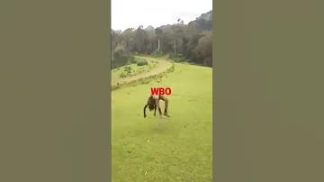 Short Vedio Waraana Bilisummaa Oromoo 