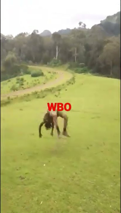 #short Vedio waraana Bilisummaa Oromoo