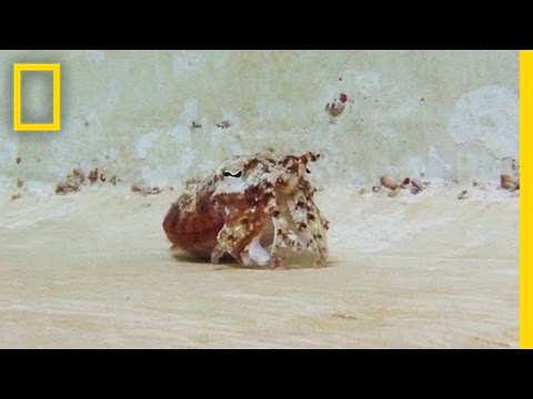 This Sea Creature Does an Awesome Hermit Crab Impression | National Geographic