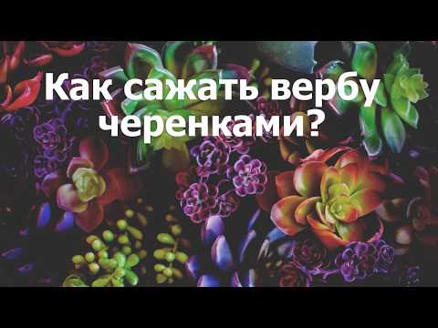 Как сажать вербу черенками?