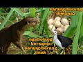 WOOWW INISIH LUAR BIASA_SARANG BURUNG DIMANA-MANA