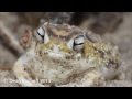 Worlds cutest frog - all new footage!