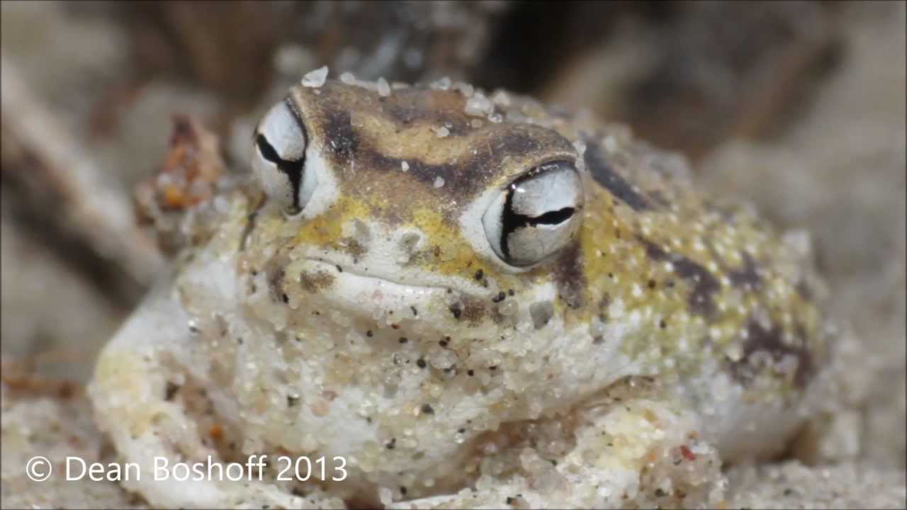 Desert Rain Frog The Amphibian That Sounds Like A Dog S Chew Toy