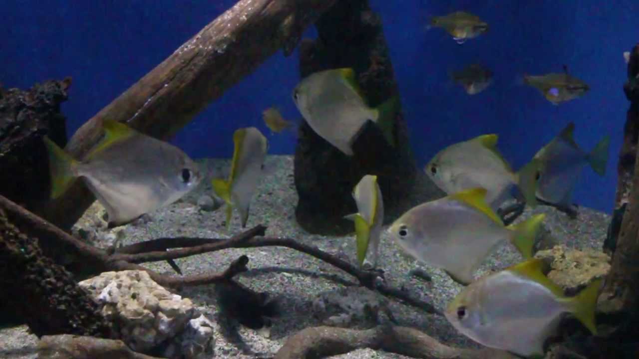 ヒメツバメウオ 姫燕魚 Silver Batfish Youtube