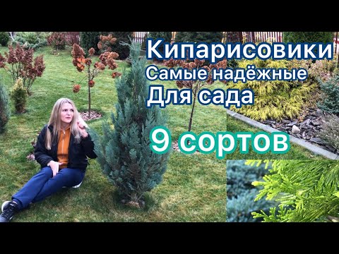 Кипарисовики / 9 сортов / Хвойная коллекция 🌲 Приросты в год от 8 до 40 см.  по наблюдению 🌲