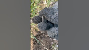 AMAZING shallow SHINY SILVER found METAL DETECTING with the sniper M8 #detecting #shorts