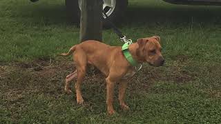 Son Of Garners Tramp Redboy 8Month Old Puppy