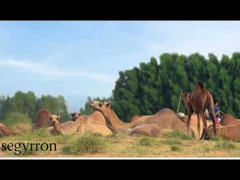 دوبيت الشاعر يوسف قروه