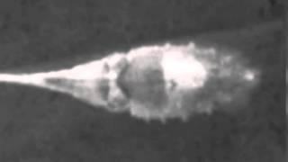 Cuttle Shuttle Analysis - Cropped and Aligned: Ender, Day 03, Tentacle Shot 02