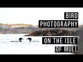 Bird Photography - Capturing the Great Northern Diver (Common Loon)