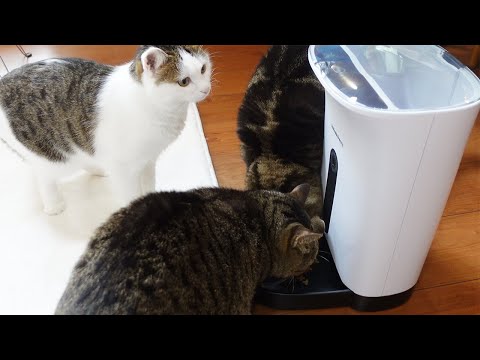 給餌機の練習をするねこ。-Miri practices the feeder.-