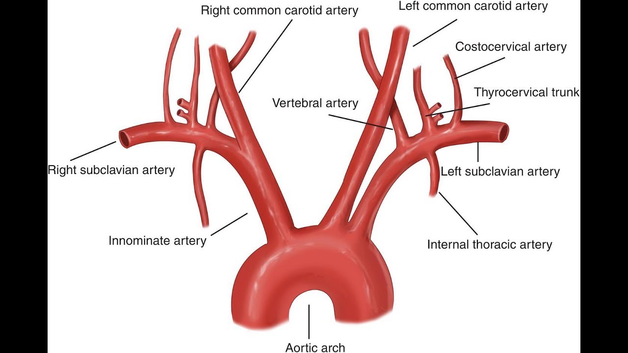 Aorta And Its Branches Anatomy Youtube
