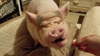 Best Mini Pig Nighttime Routine Best Mini Pig Nighttime Routine