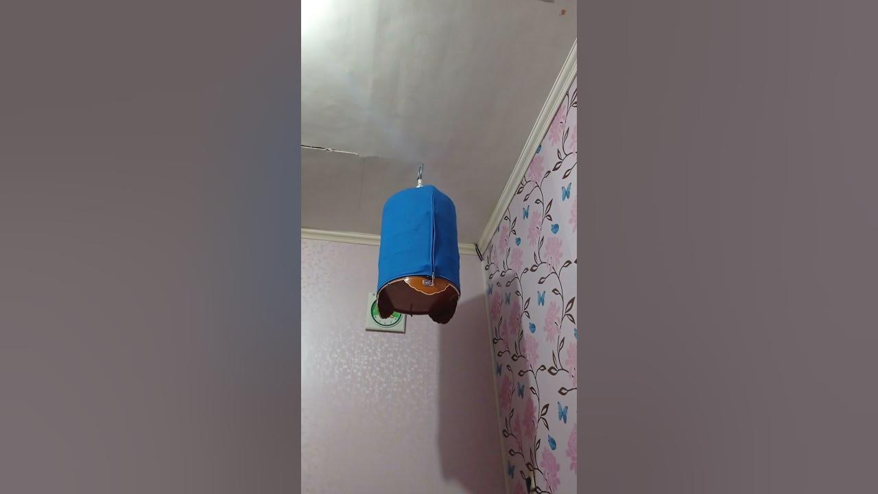 suara wambi betina gacor