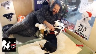 RT Life - Holiday Puppies