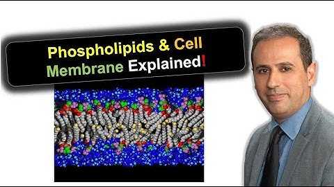 In-depth Analysis of Phospholipids and their Functions for Biomaterials Engineering | #BME210