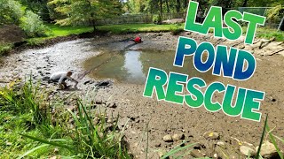 The Last Pond Rescue of the Season!! What a Mucky Muddy Mess, koi ponds :)