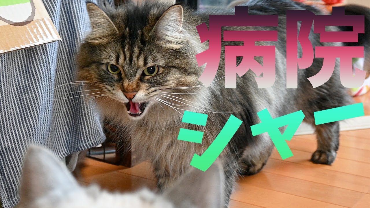多頭飼いの威嚇問題続編 サイベリアンの子猫 2度目のワクチン 病院嫌いのメインクーンから シャー は言われるのか Youtube