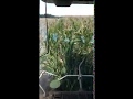 Harvesting corn on silage. Ukraine, 09/25/2019 / Збір кукурудзи на силос. Україна, 25.09.2019