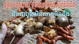 How to make Khmer traditional medicine to treat soft hands and feet screenshot 4
