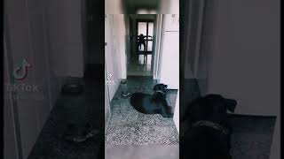 Ghost Prank On My Dog To See His Reactionit Ran Like No Bodys Business