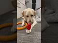 ラブラドールって本当は優しい犬なんです… おもちゃはみんなで仲良く使おうね #shorts #shortvideo #ラブラドールレトリバー